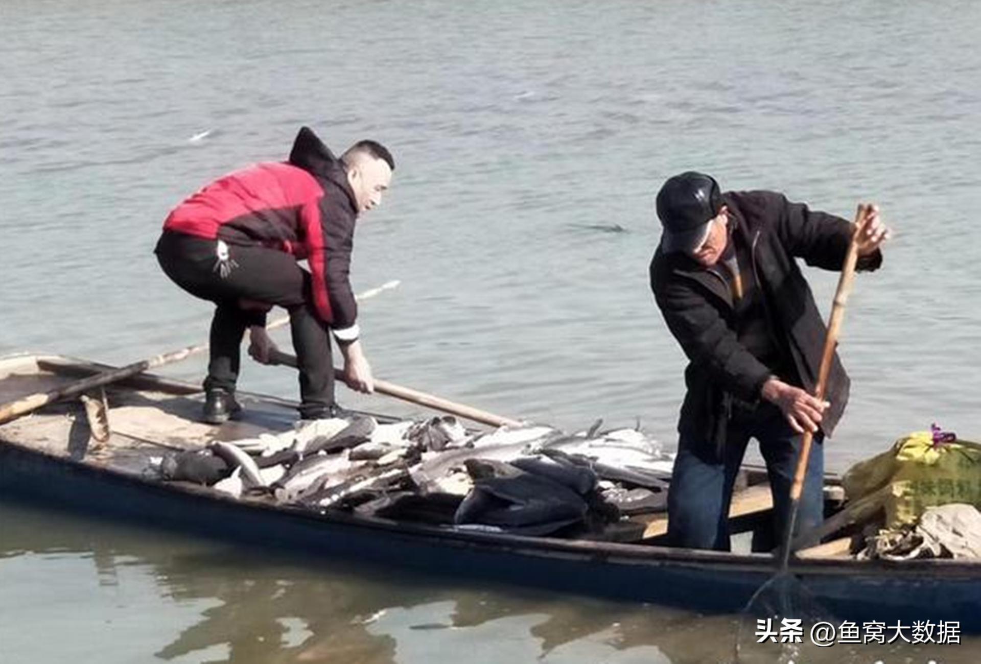 革胡子鲶销声匿迹,革胡子鲶性成熟几年