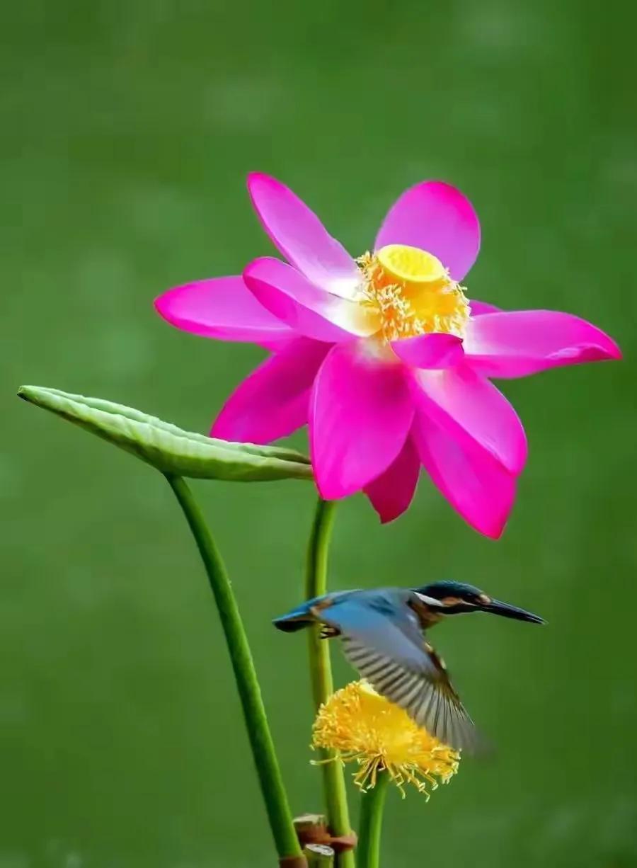 漂亮美丽的荷花壁纸,雨中荷花壁纸荣盛城