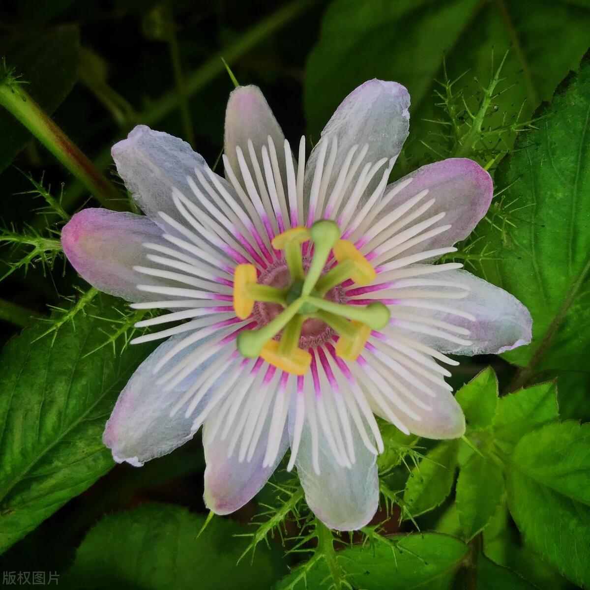 奇花异草有哪些都有什么特点,奇花异草大全罕见图文