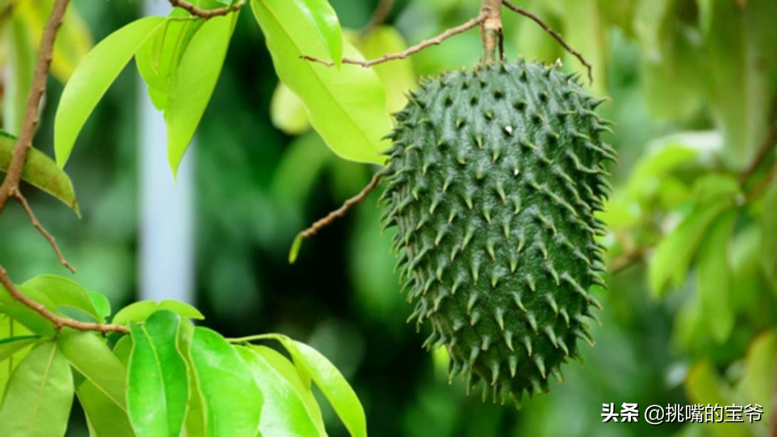 巴巴多斯中国人,巴巴多斯人在中国