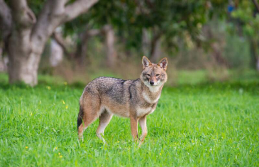 野猪的天敌都有哪些,野猪的天敌能打得过猎豹吗