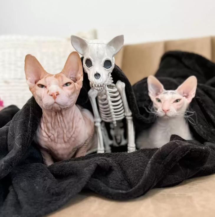 猫咪见到骷髅猫,网友买了一只小猫