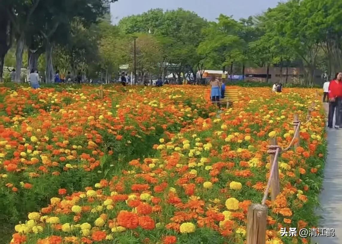 菊花盆栽枯萎后第二年能长新芽吗,刚买回来的菊花花朵枯萎了怎么救