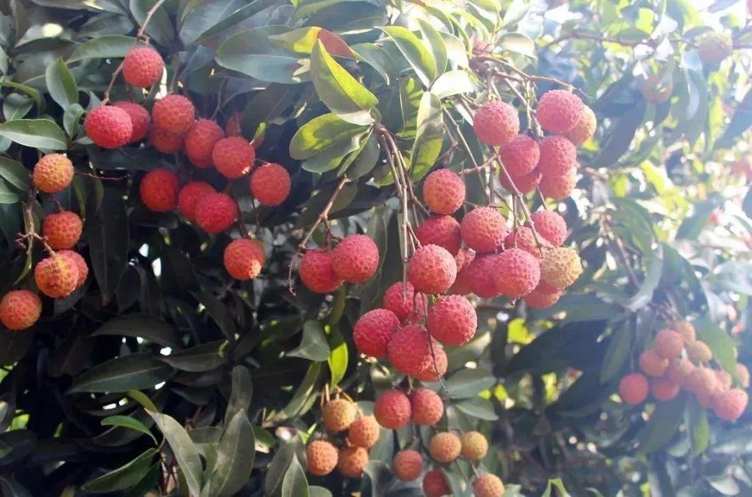 国家地理标志产品南山荔枝,国家地理标志保护产品沙田柚