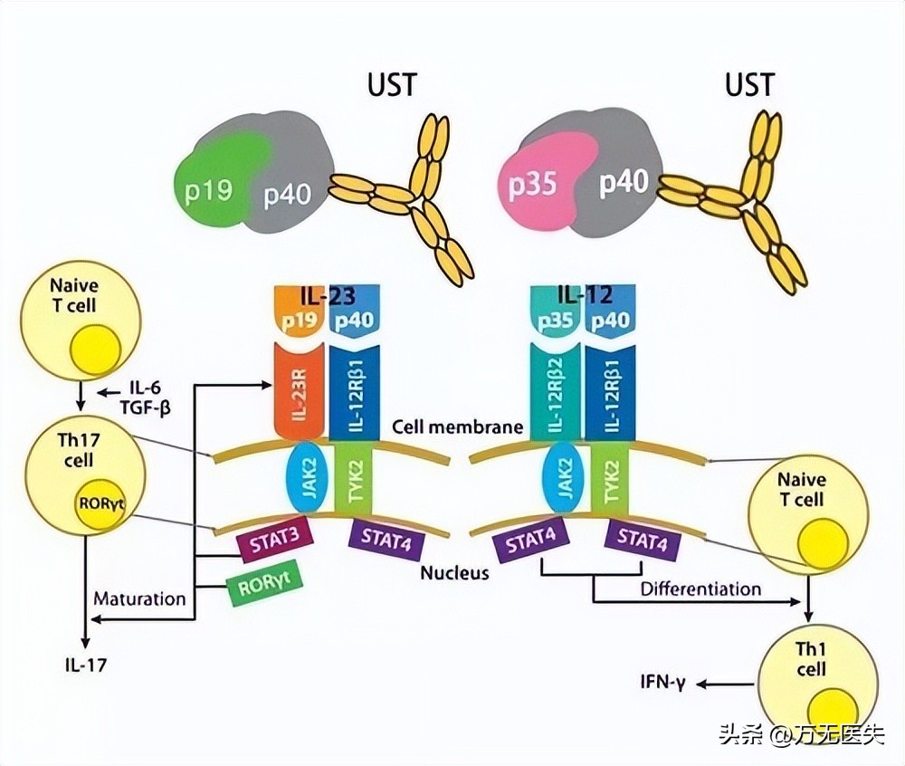 治狼疮的抗疟药,系统性红斑狼疮抗疟药