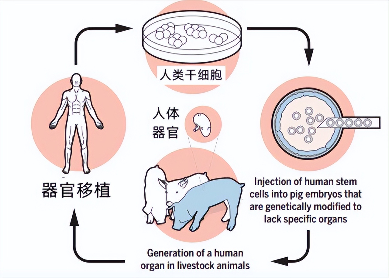 人类动物能混血吗,人类真的能杂交吗