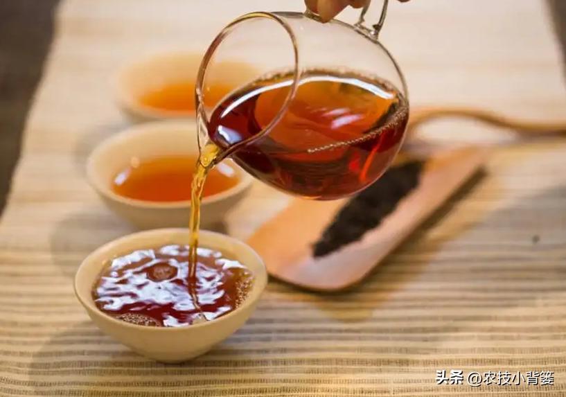适合秋冬喝的3种茶,春季适合喝的3款时令茶