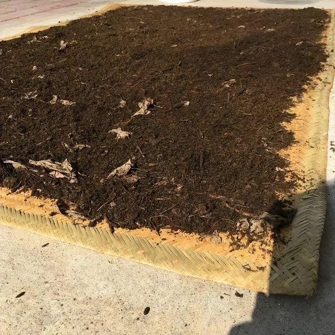 花养死了怎么移出花盆,花养死了怎么回事