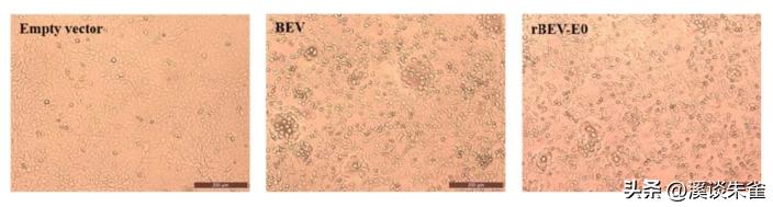 牛流行性腹泻疫苗免疫结果,肠道病毒疫苗终身受益吗