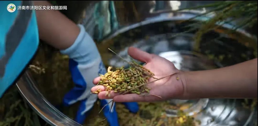 济南采摘园推荐最新,济南采摘园推荐秋季