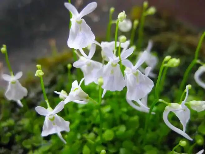 狸藻花图片大全,可爱的狸藻花图片