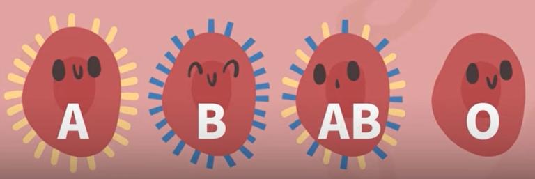 海贼王中24个有趣的冷知识,海贼王里传说中的大秘宝分析