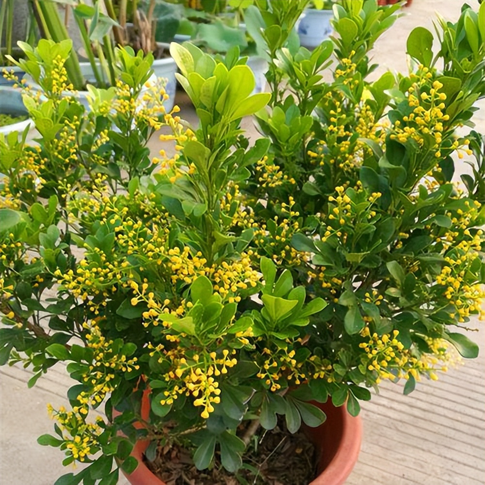 养花什么花是喜酸的,喜酸的花怎么养