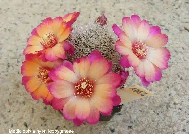 200种·仙人球开花图鉴，大开眼界，美到爆