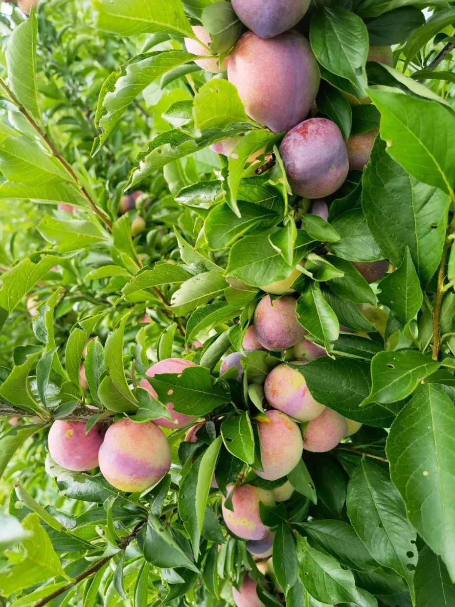 “快递+商贸”一体化服务——“圆通的快递车开进了桃形李果园”