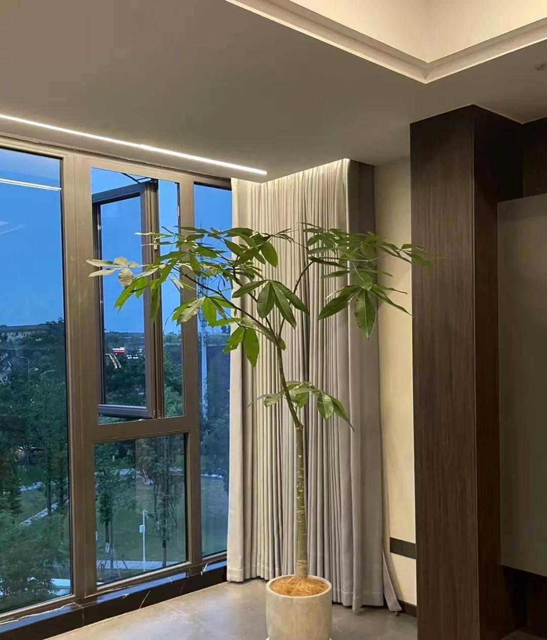 门前种三种树会富三代指哪三种树,家里有三种树有什么说法