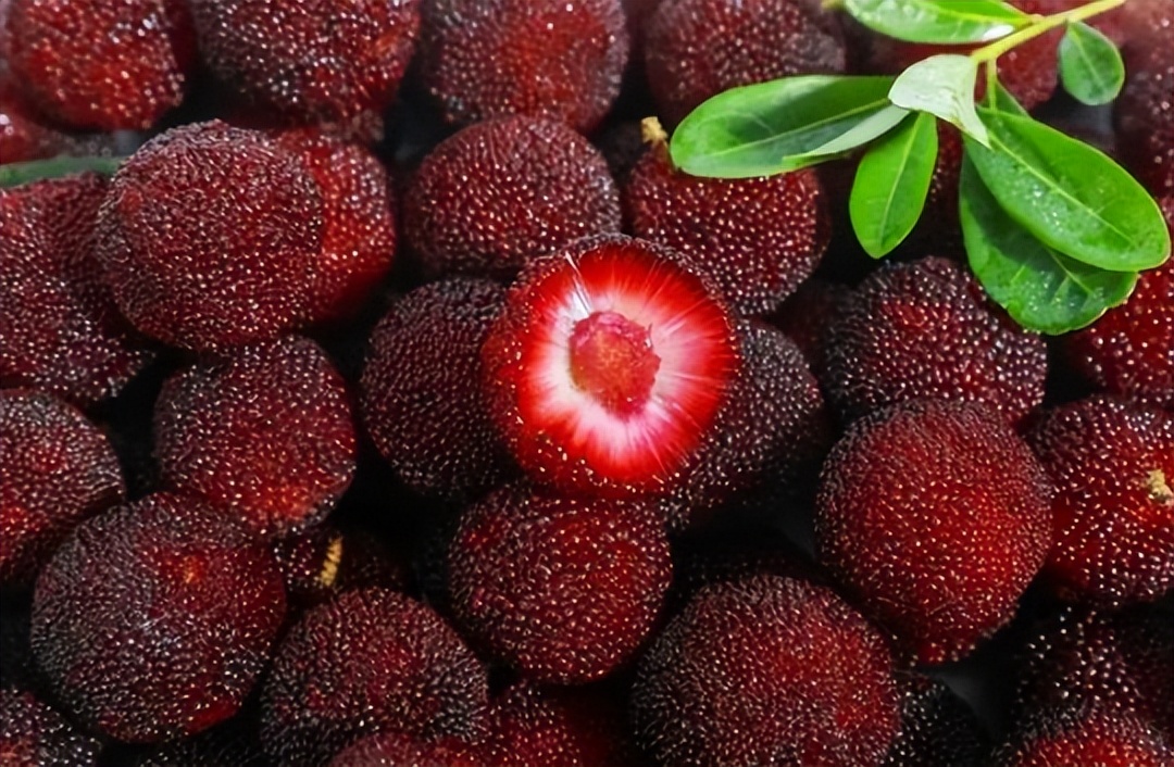 杨梅里面的白色虫子是什么虫子,杨梅里的虫子怎么处理