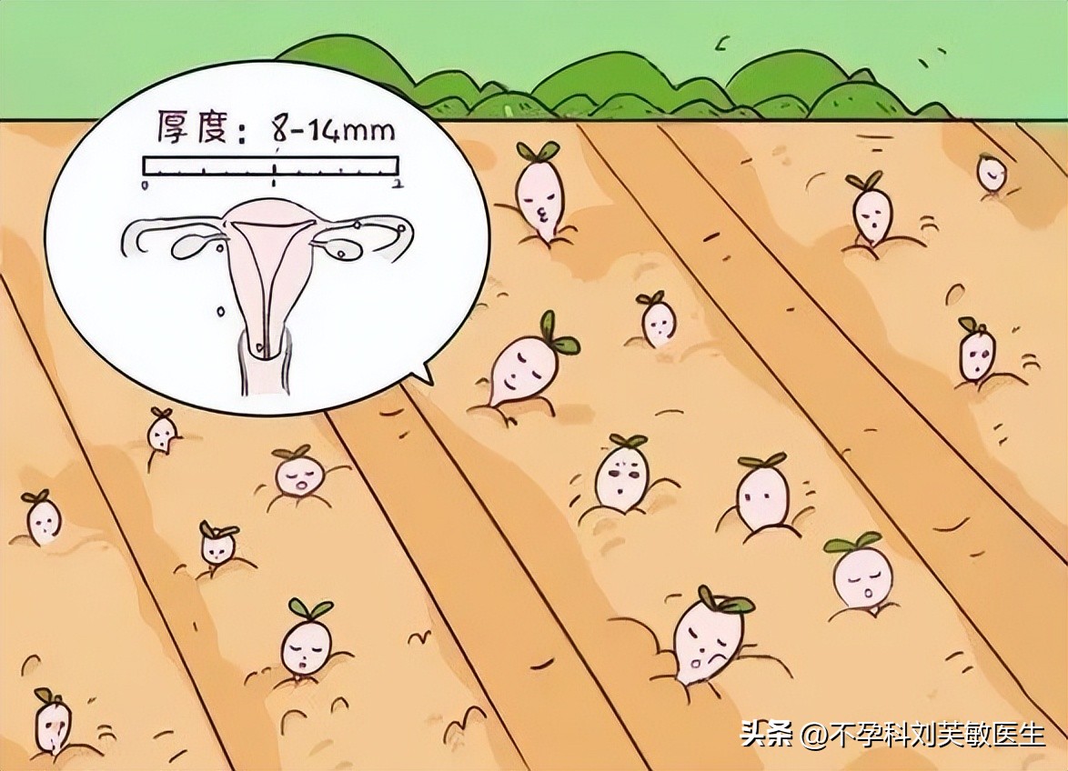 胚胎最爱什么样的内膜？怎么把薄内膜养成好内膜！