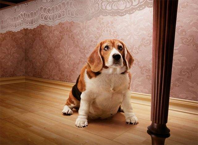 狗狗少了一圈的毛,狗狗少了一个脚趾