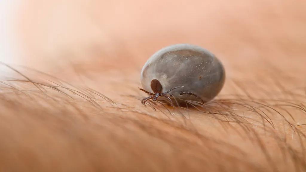 虱子现在灭绝了吗,虱子在自然界存在吗