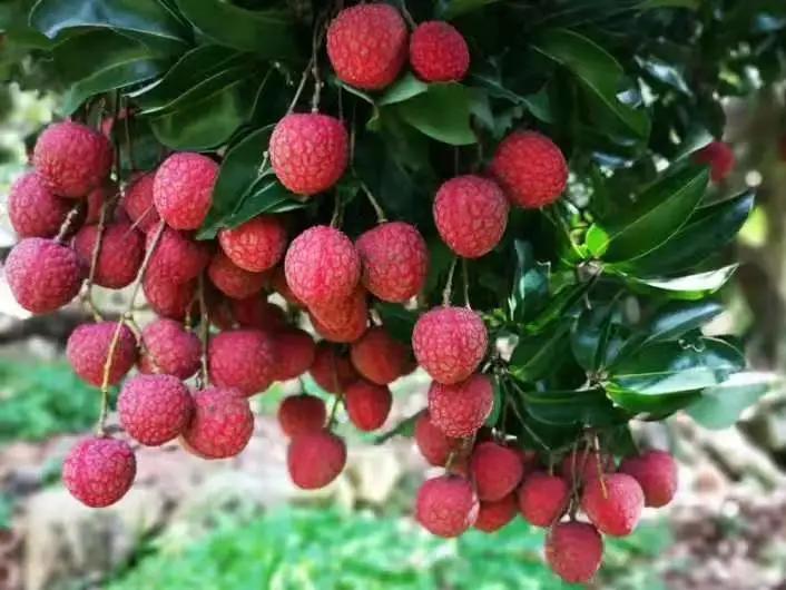 从化东成荷花园,从化摘荔枝之旅