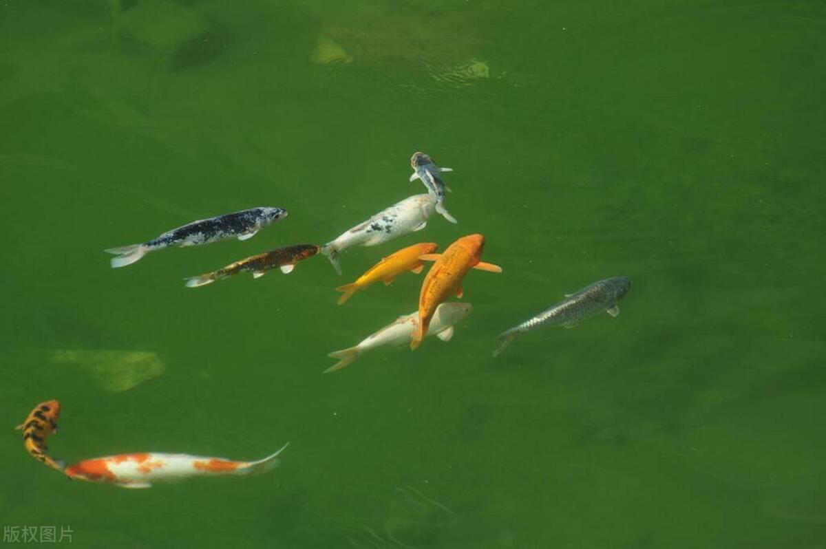 鱼缸水变绿怎么变清,鱼缸水变绿怎么回事