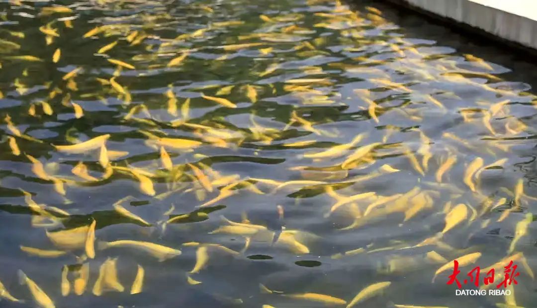 借助资源优势，灵丘、天镇依山傍水发“渔”财