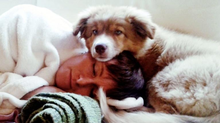 狗狗身上的黑斑怎么去掉,狗狗身上黑斑图片