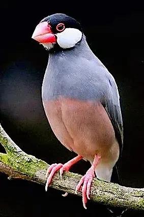 奇怪的小鸟视频,稀奇古怪的鸟