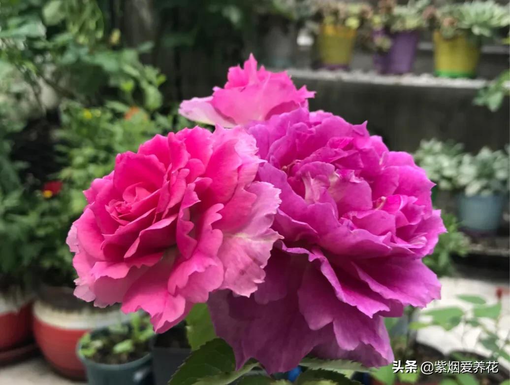 哪些月季仙气十足,又美又香的月季品种