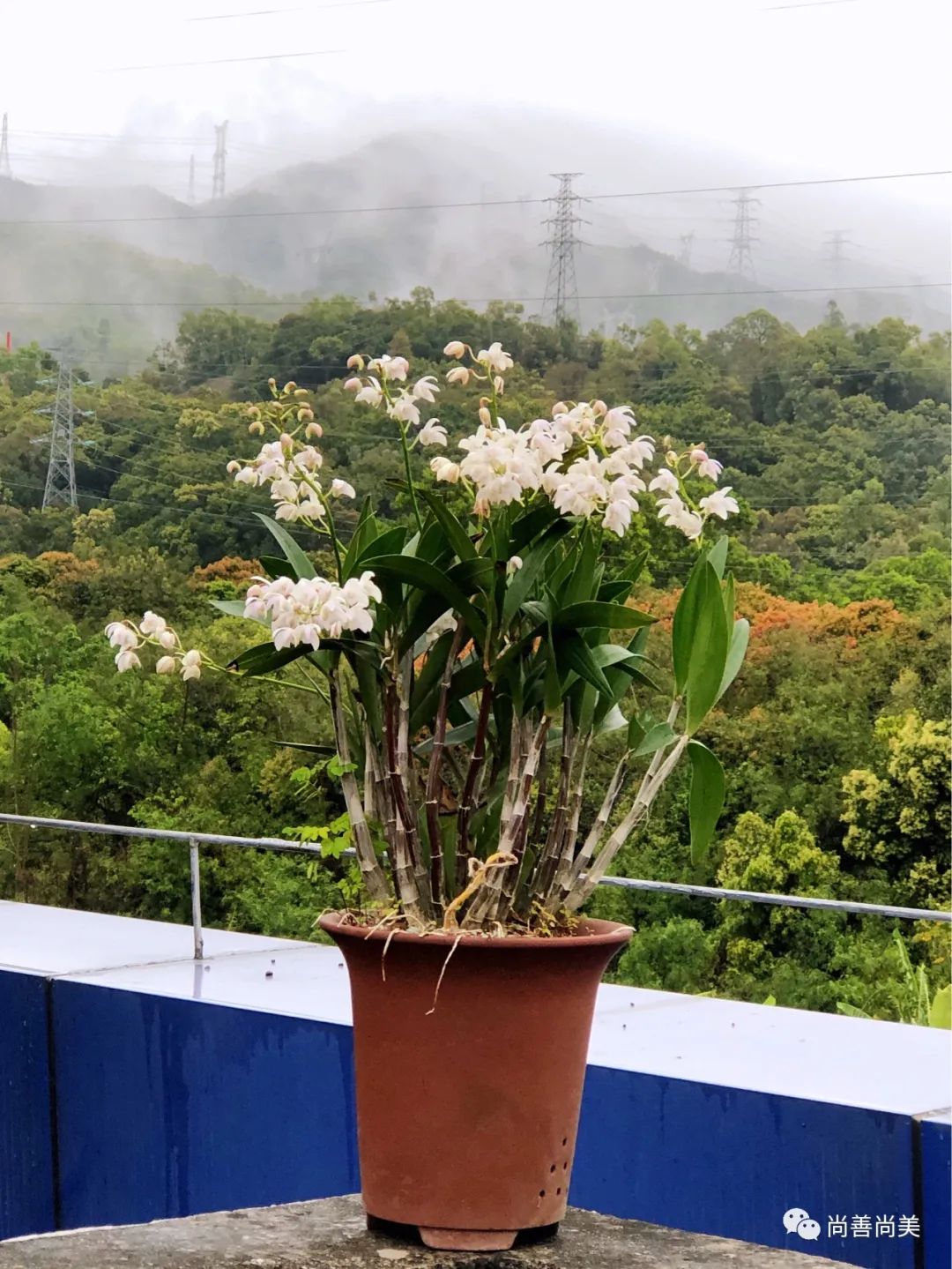 香水石斛兰花怎么养,家养香水石斛为什么不开花