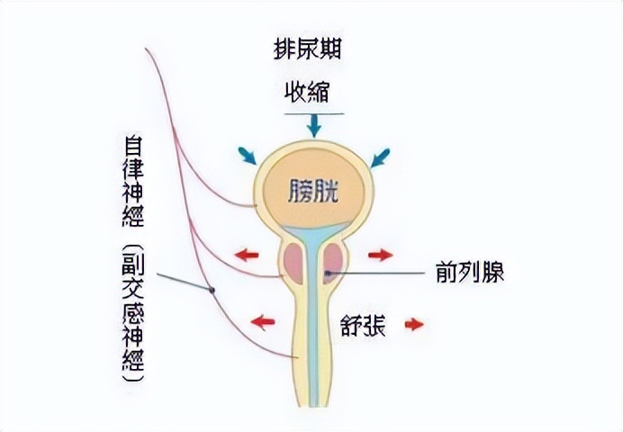 急性尿潴留是什么原因造成的,突发尿潴留是什么原因