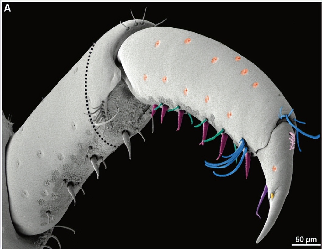 甲壳类动物断肢能再生吗,甲壳类动物肢体再生