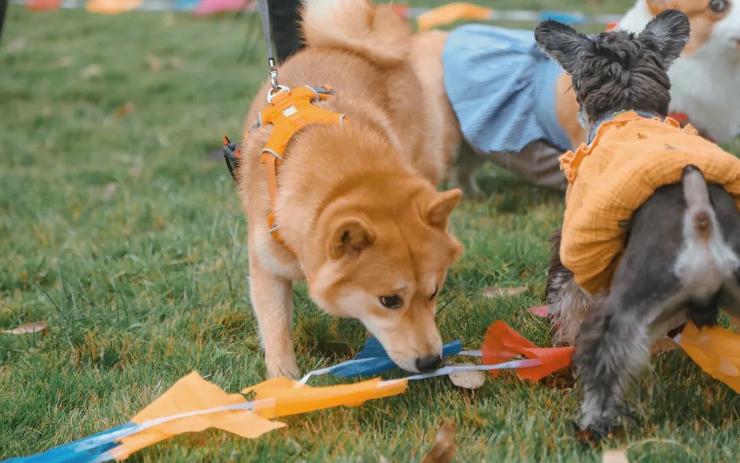 萌宠万圣狂欢夜,萌宠露营云龙区