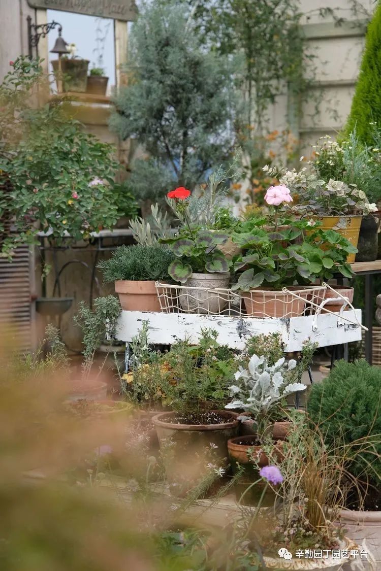 第八届园丁奖露台组《030号》洛基花园