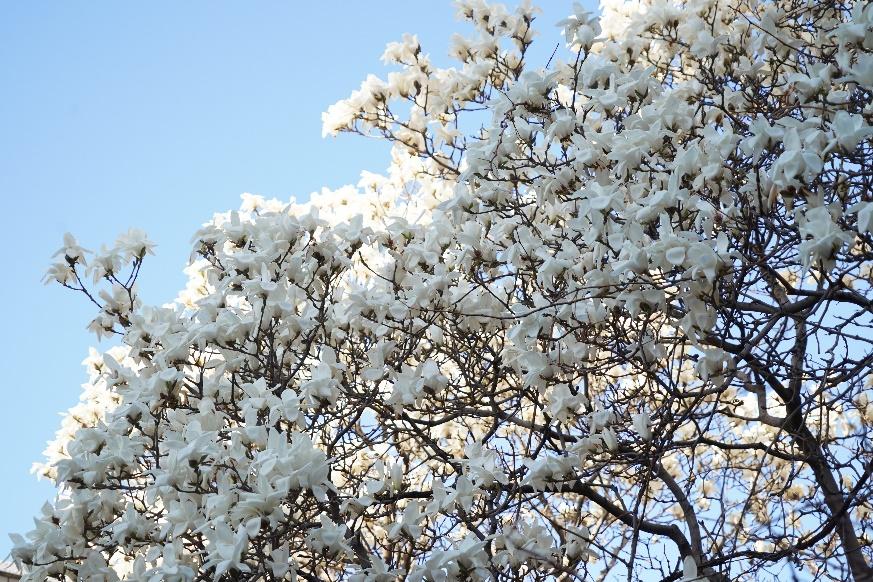 过敏季来袭！不怕，校园花粉地图帮你躲避