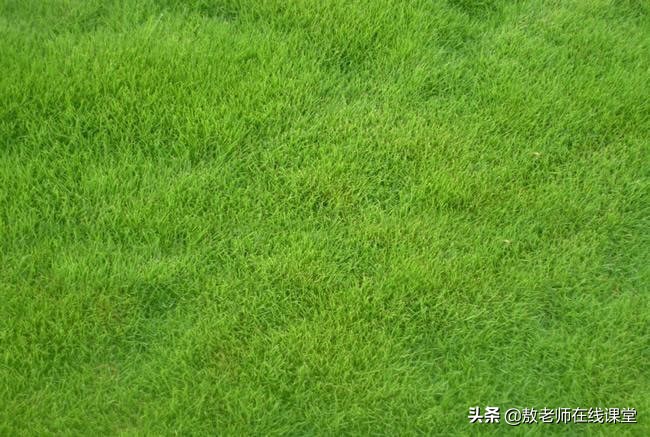 草坪园林景观设计,园林景观和草坪景观区别