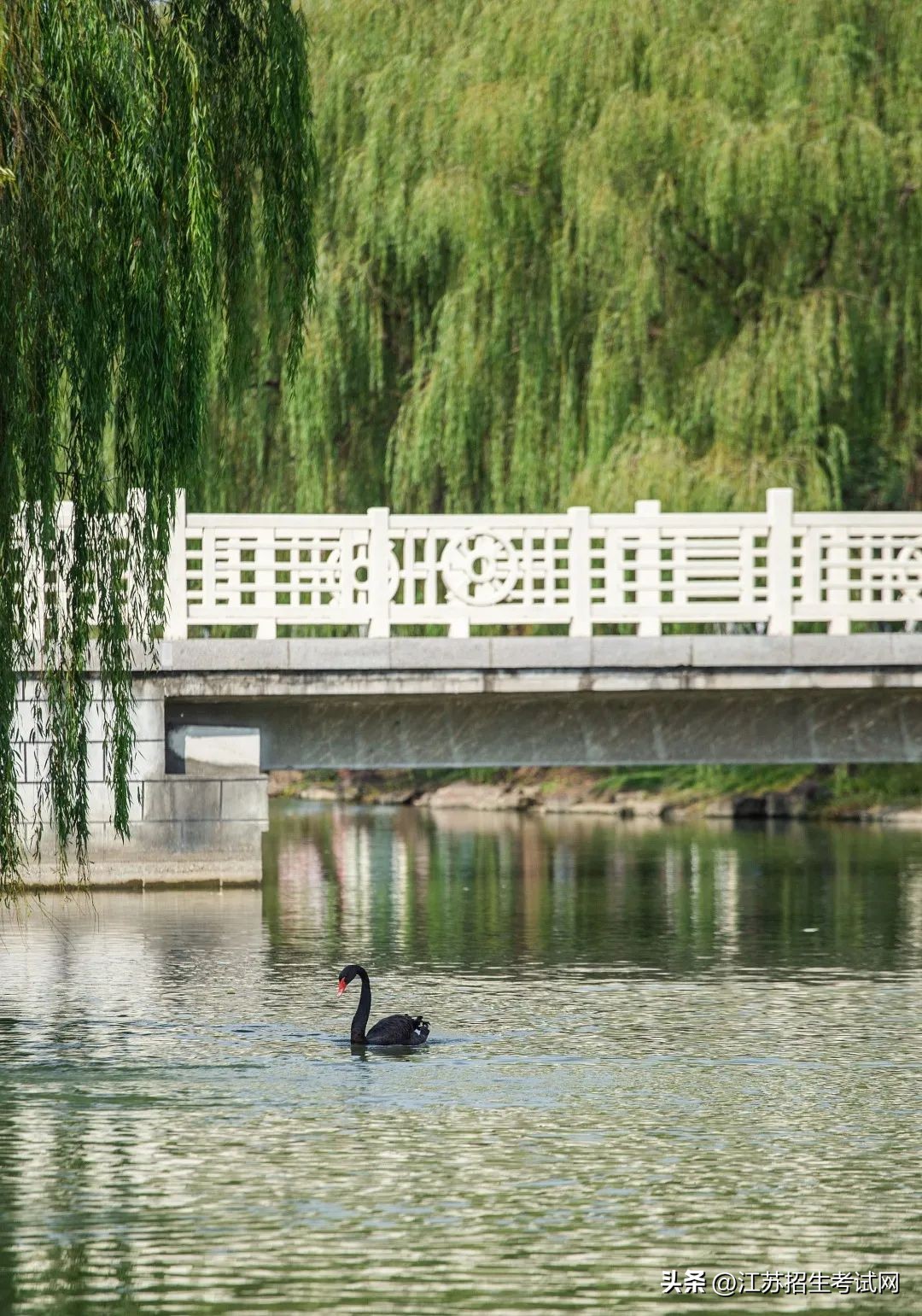苏州市职业大学单招简章,江苏苏州市职业大学招生简章