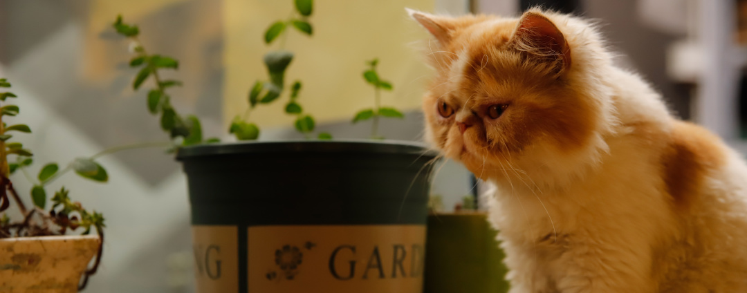 黑暗物质三部曲消失的猫,消失的猫故事