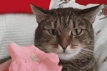 把猫的胡子剪了它会怪你吗,猫猫的胡子有什么作用