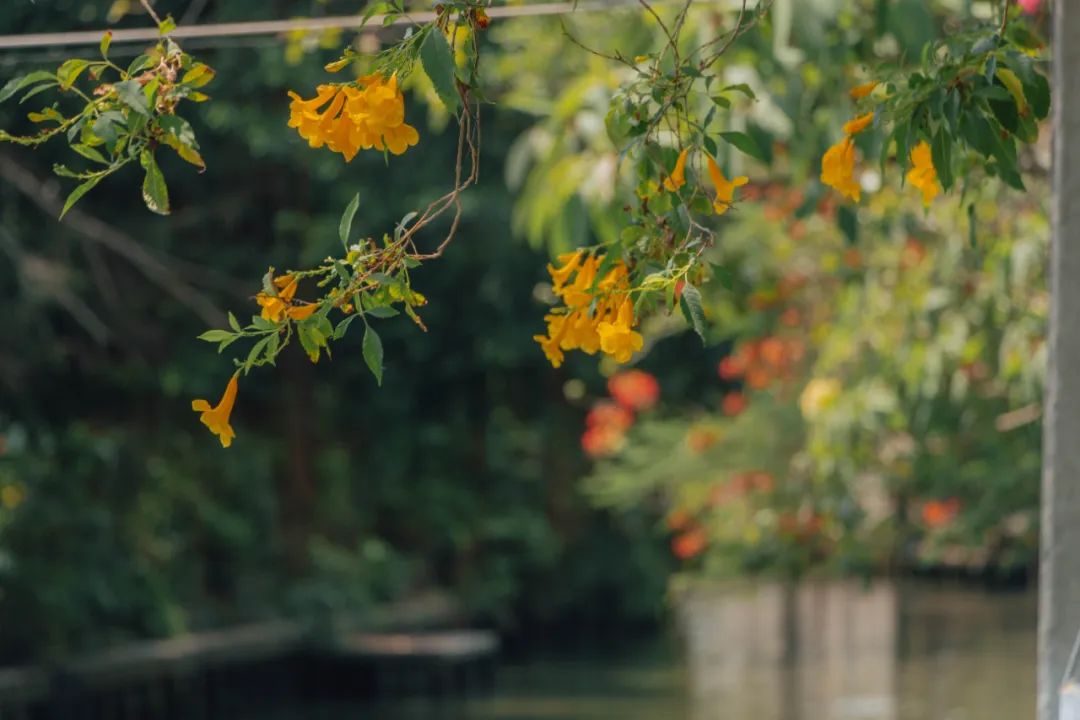 大数据推给想去泰国的朋友，万字长文玩转曼谷芭提雅