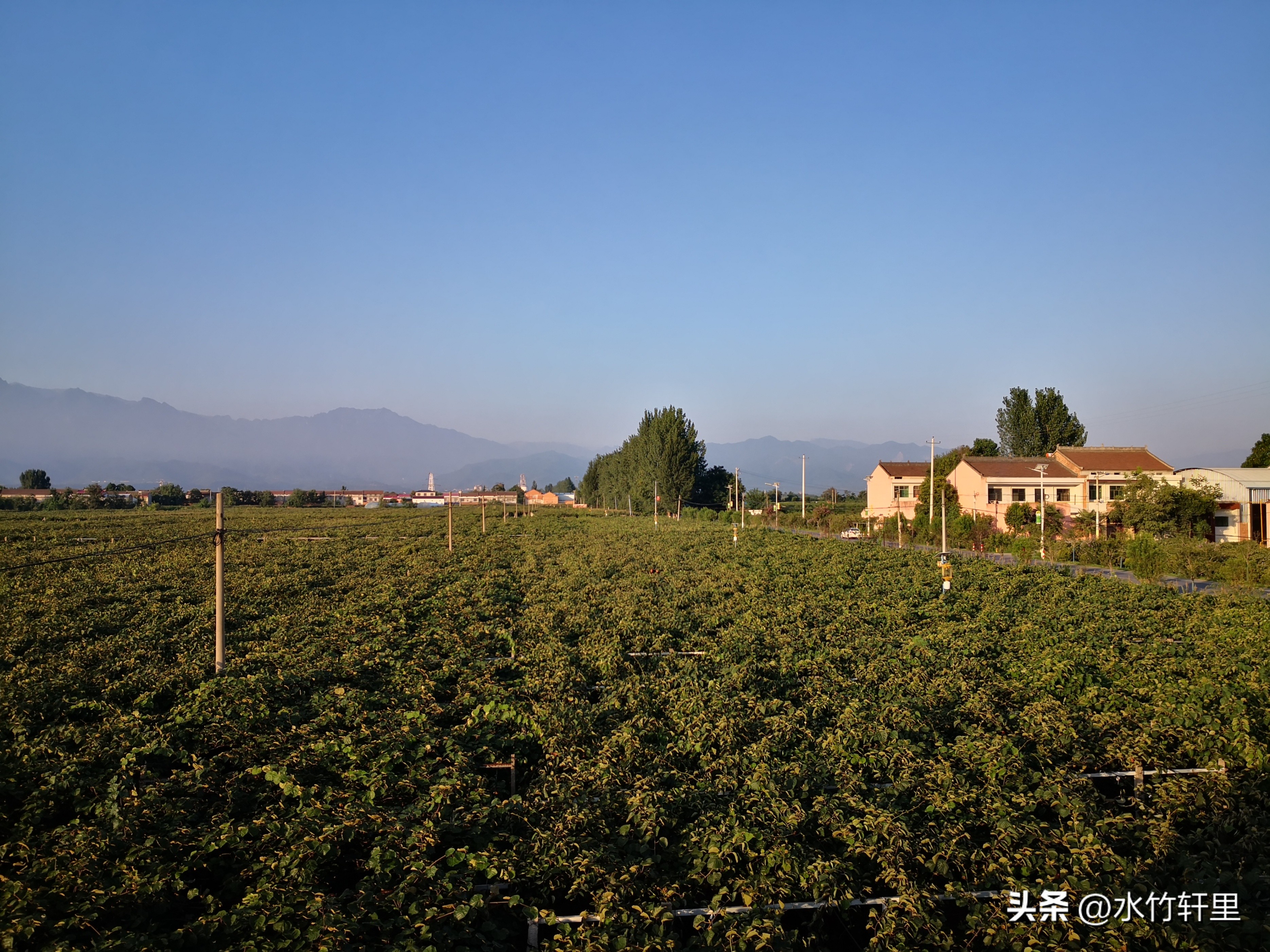 猕猴桃蒸熟了吃好吗,猕猴桃滞销了怎么办