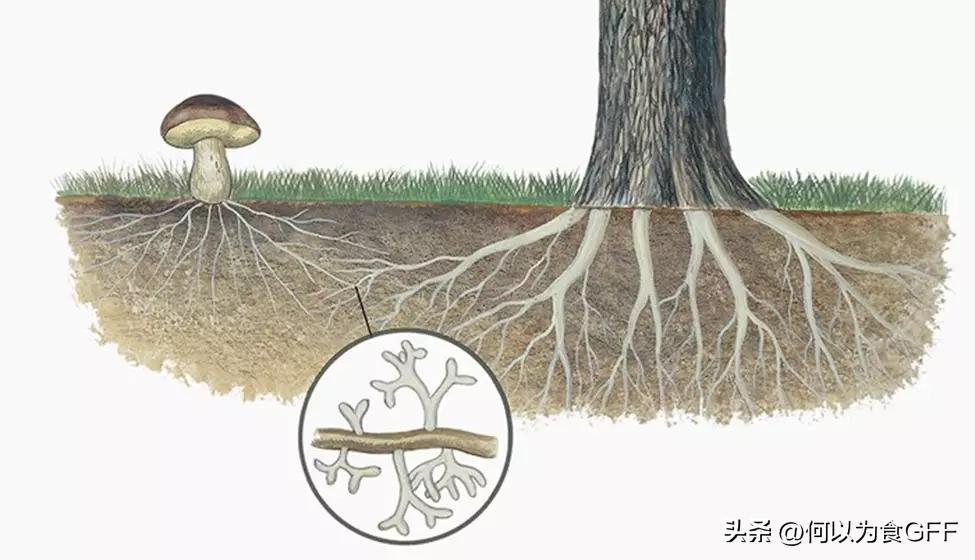 蘑菇发展史,蘑菇历史剪辑