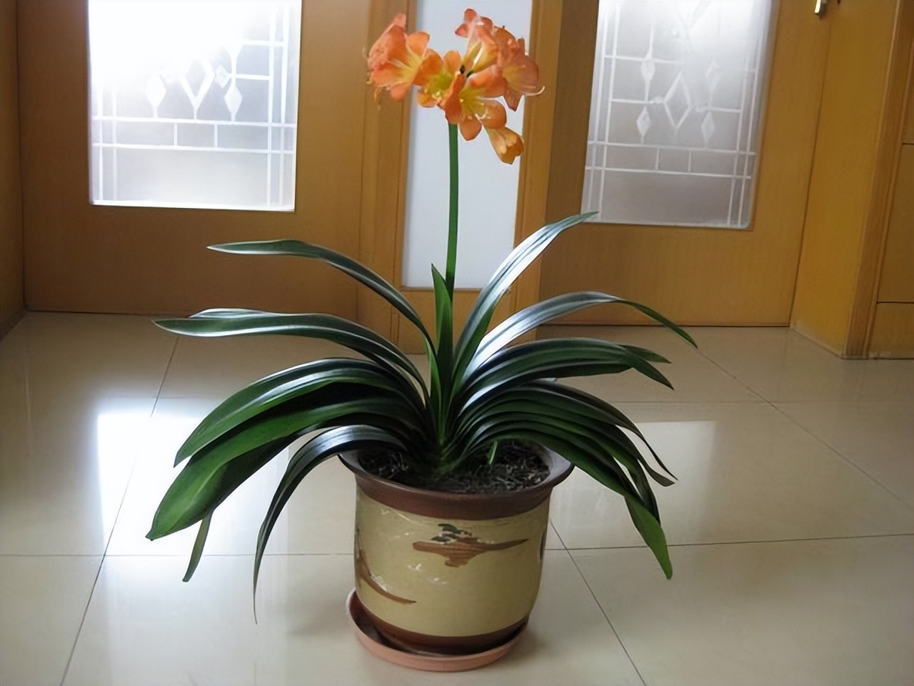 君子兰是在室外养好还是室内养好,君子兰是在室内养好还是室外养好