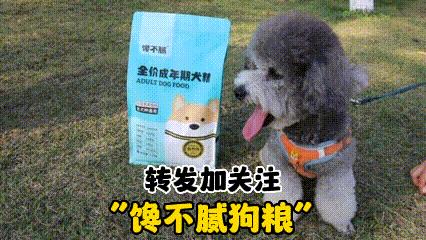 哪种狗寿命长好养活又好养,最值得被饲养的7种狗好养又不贵