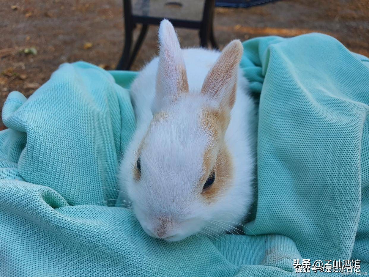 兔子打喷嚏是什么原因,兔子打喷嚏流鼻涕用什么药