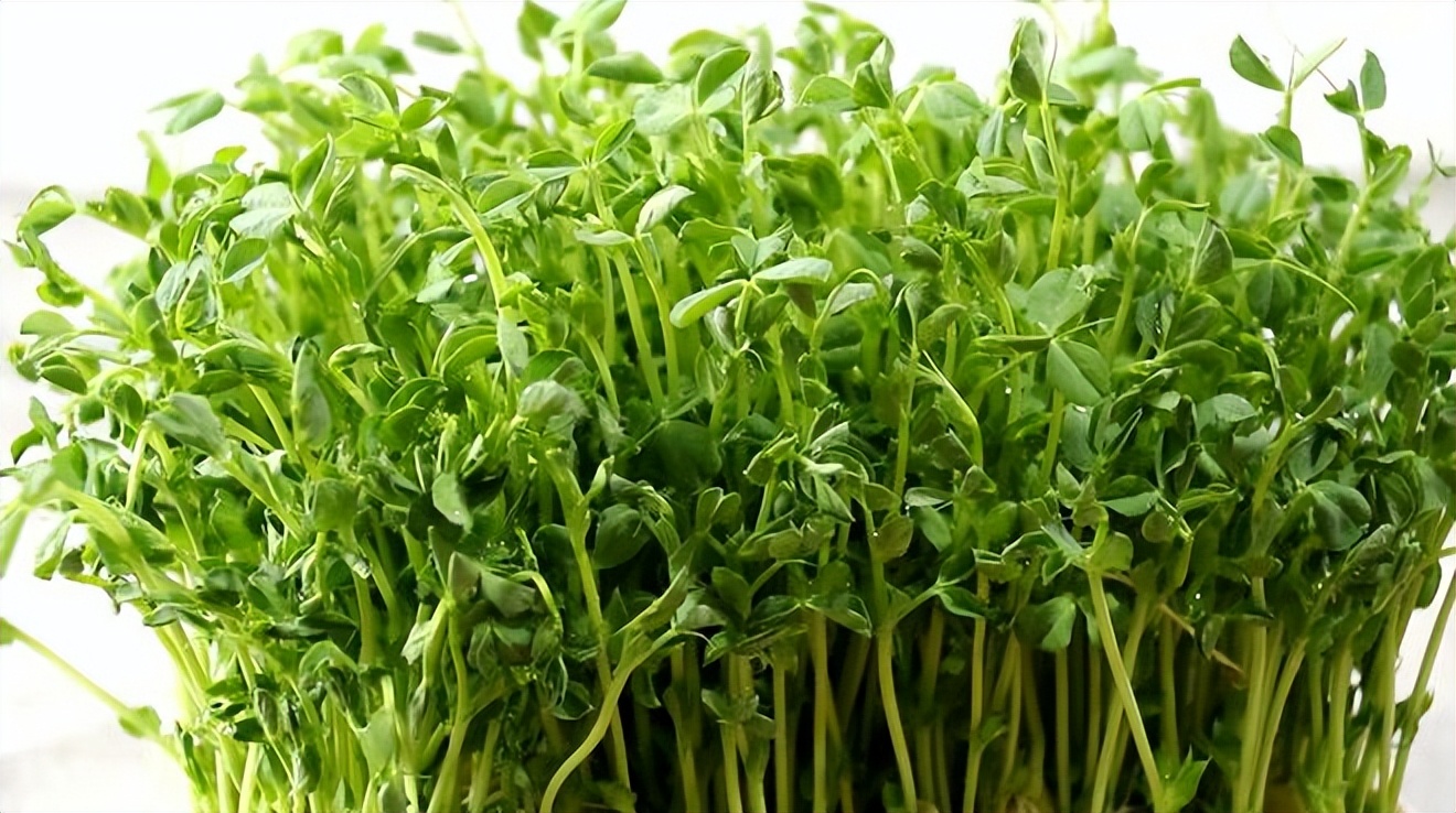 春季4种野菜常吃养肝护肝,春季养肝护肝排毒蔬菜