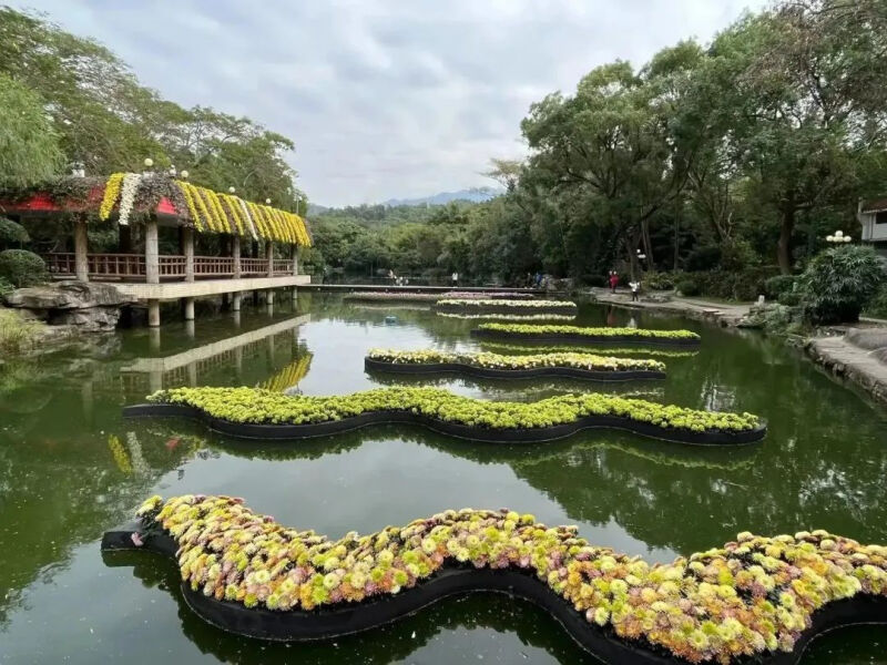 深圳市东湖公园一年一季的菊花展,深圳的东湖公园的菊花展漂亮极了