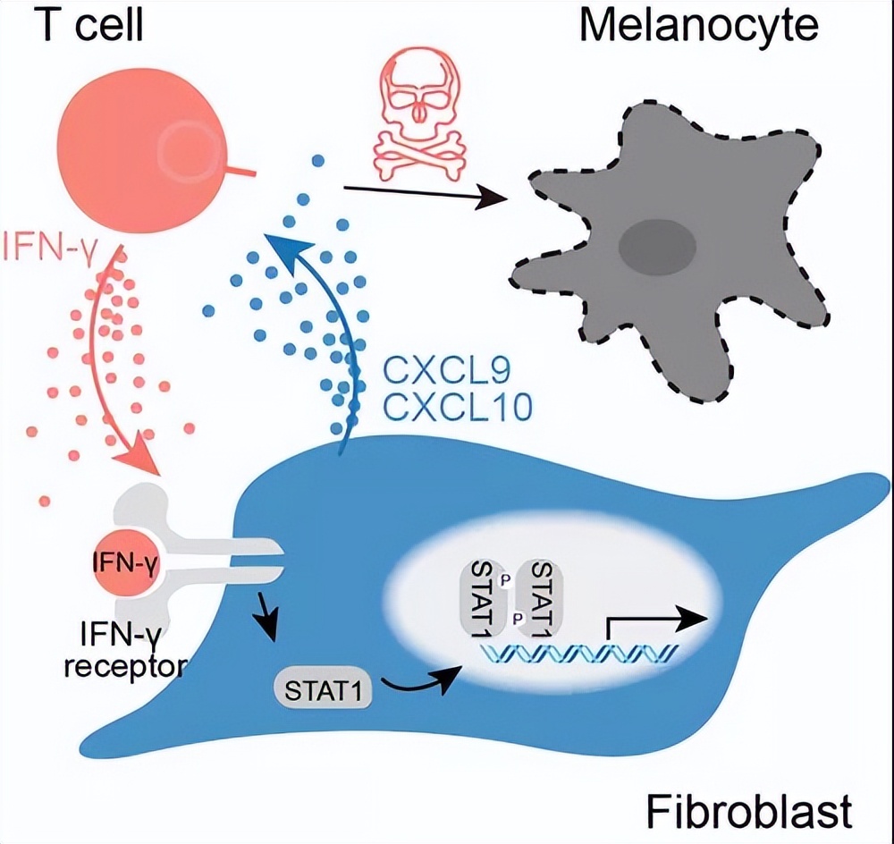 白癜风原创突破背后：一部历时六年的“失败简史”