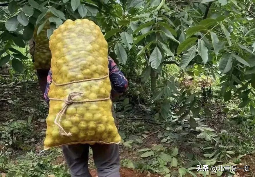 做三农带货主播拍啥视频,农民主播的优势和成功案例